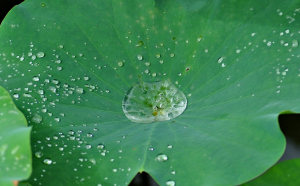 蓮の葉水滴イメージ